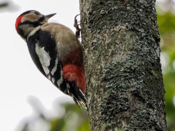 2022年9月21日(水) 盤渓市民の森(札幌市中央区)の野鳥観察記録