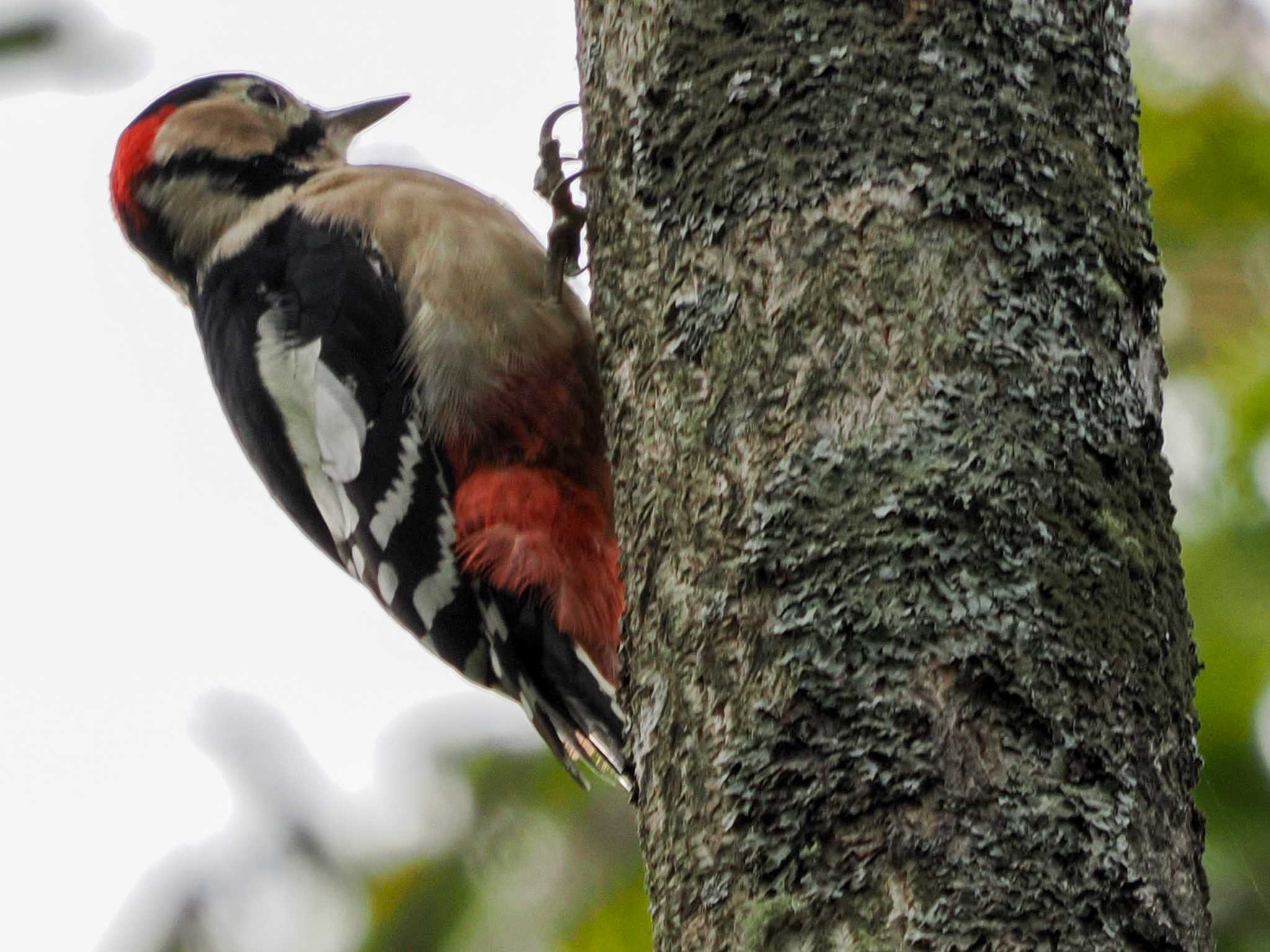 滞在時間が短く、あちこち鳥は飛んでるけど写真が撮れないという通常営業(笑) by 98_Ark (98ｱｰｸ)