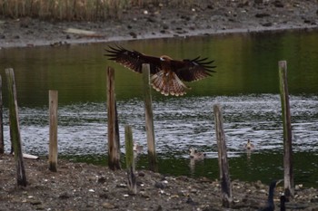 2022年9月21日(水) 長浜公園の野鳥観察記録