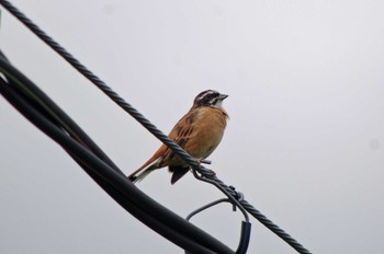 2022年9月21日(水) 松尾寺公園の野鳥観察記録