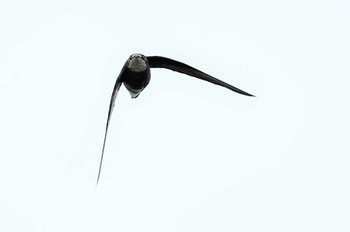 White-throated Needletail Shirakaba-touge Sat, 9/17/2022