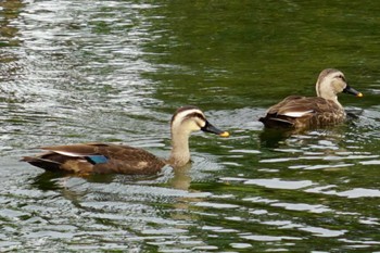 Eastern Spot-billed Duck 江津湖 Wed, 9/21/2022