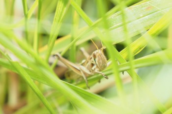 Unknown Species 高野山桃山公園 Wed, 9/21/2022