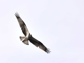 2022年9月21日(水) 江津湖の野鳥観察記録