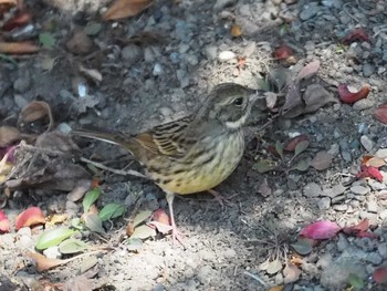 Olive-backed Pipit Unknown Spots Sat, 1/27/2018