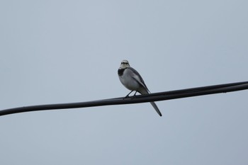 White Wagtail いしかり調整池(石狩調整池) Wed, 9/21/2022