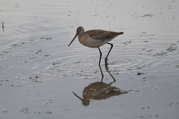 Black-tailed Godwit いしかり調整池(石狩調整池) Wed, 9/21/2022