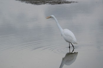 Great Egret いしかり調整池(石狩調整池) Wed, 9/21/2022