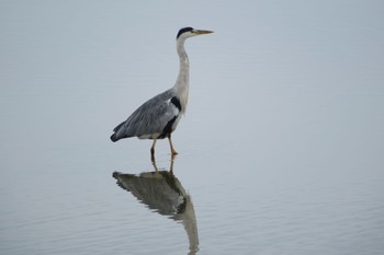 Grey Heron いしかり調整池(石狩調整池) Wed, 9/21/2022