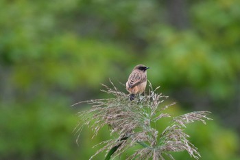 Amur Stonechat 茨戸川緑地 Wed, 9/21/2022