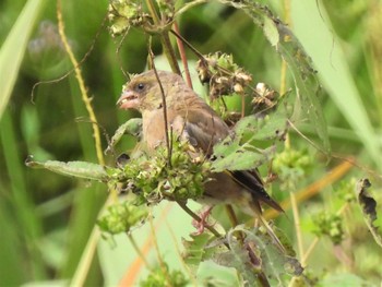 Grey-capped Greenfinch 神奈川県平塚市金目川 Wed, 9/21/2022