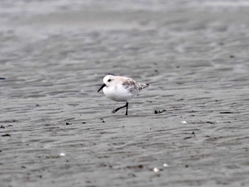 ミユビシギ ふなばし三番瀬海浜公園 2022年9月21日(水)