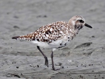 ダイゼン ふなばし三番瀬海浜公園 2022年9月21日(水)