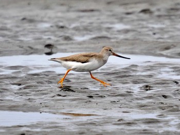 ソリハシシギ ふなばし三番瀬海浜公園 2022年9月21日(水)