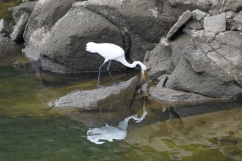 ダイサギ 三河湖園地 2022年9月16日(金)