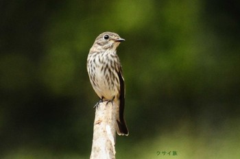 Grey-streaked Flycatcher 馬見丘陵公園 Wed, 9/21/2022