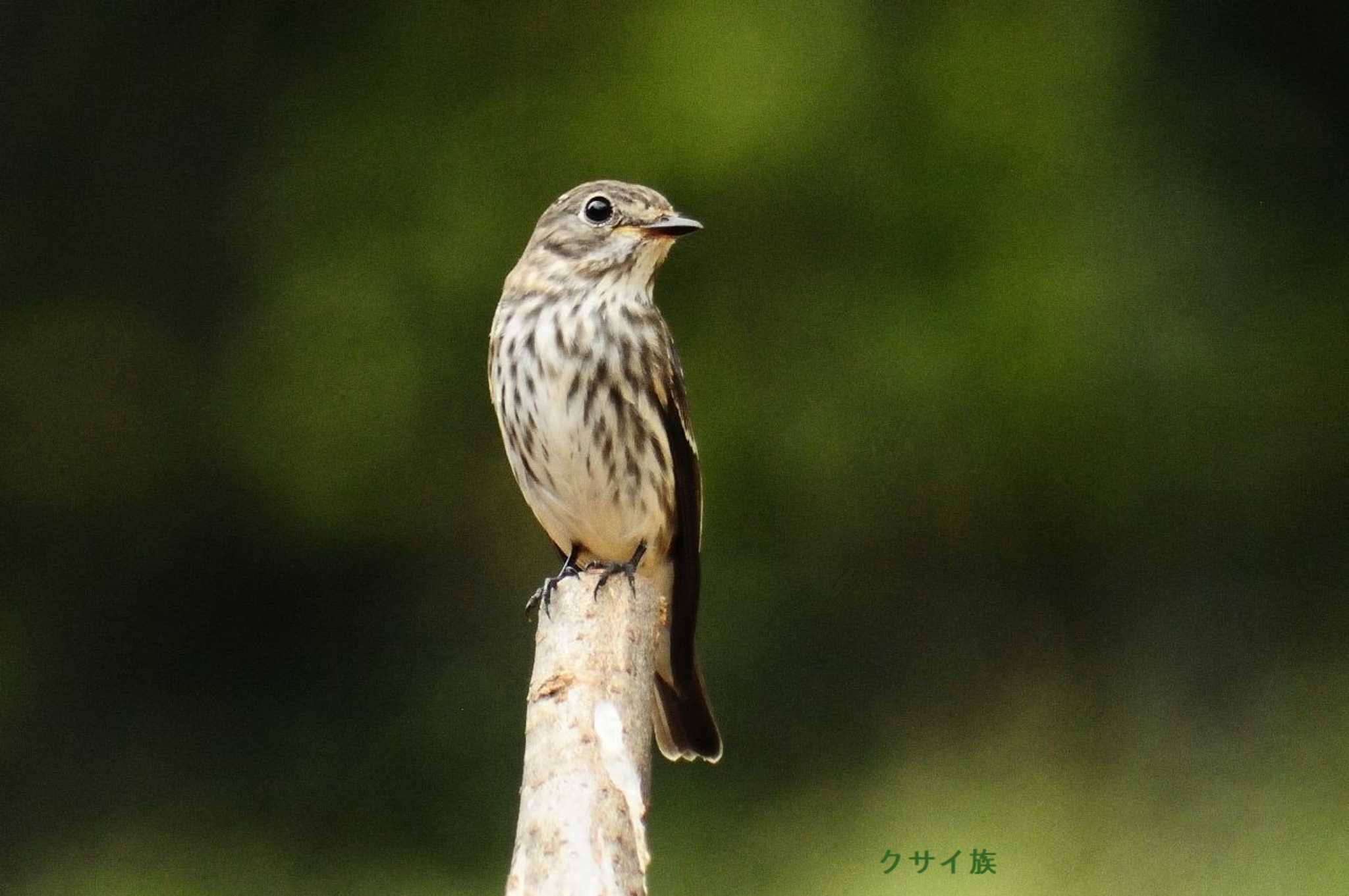 エゾビタキ幼鳥 by クサイ族