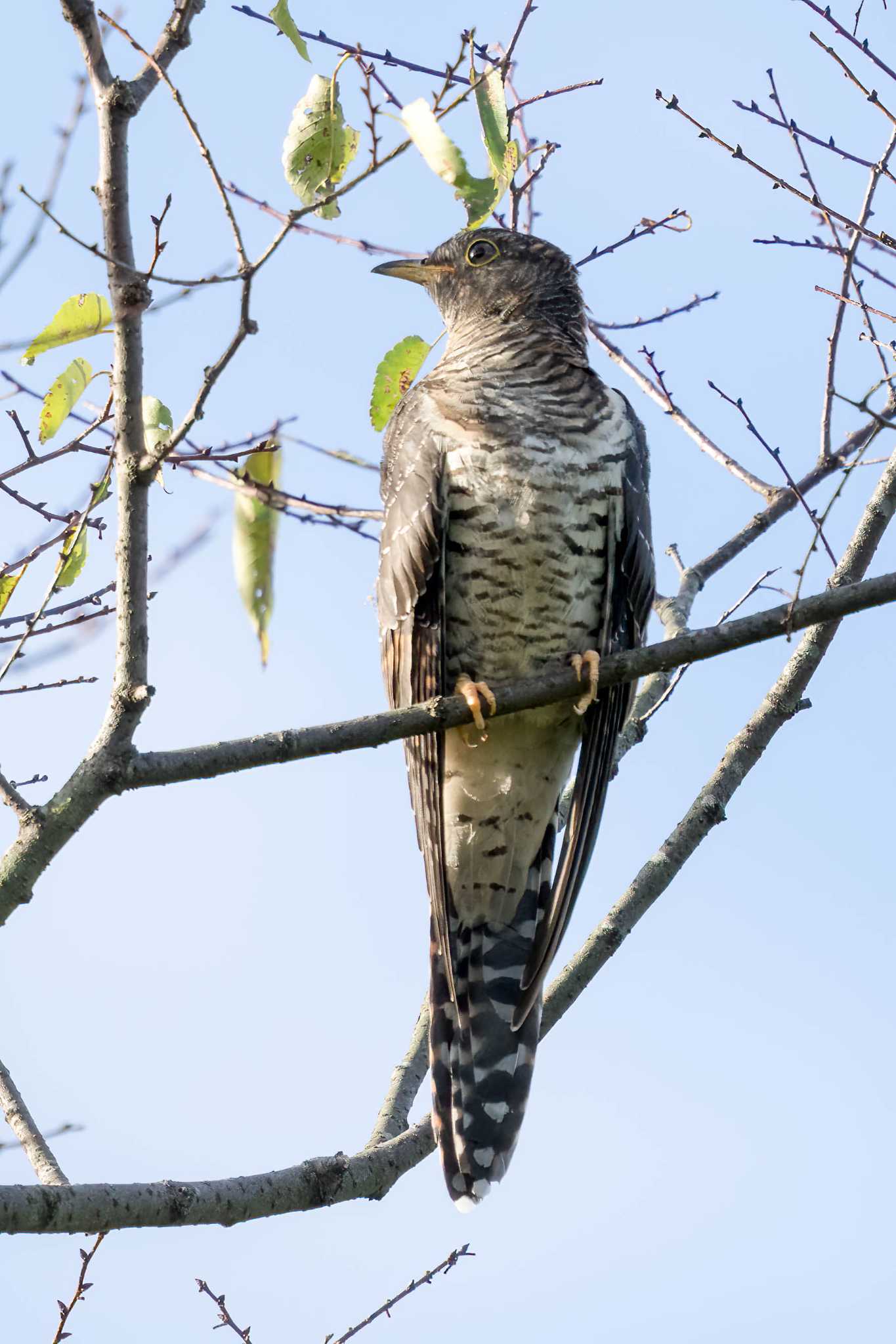 ロクハ公園(滋賀県草津市) ツツドリの写真 by C君