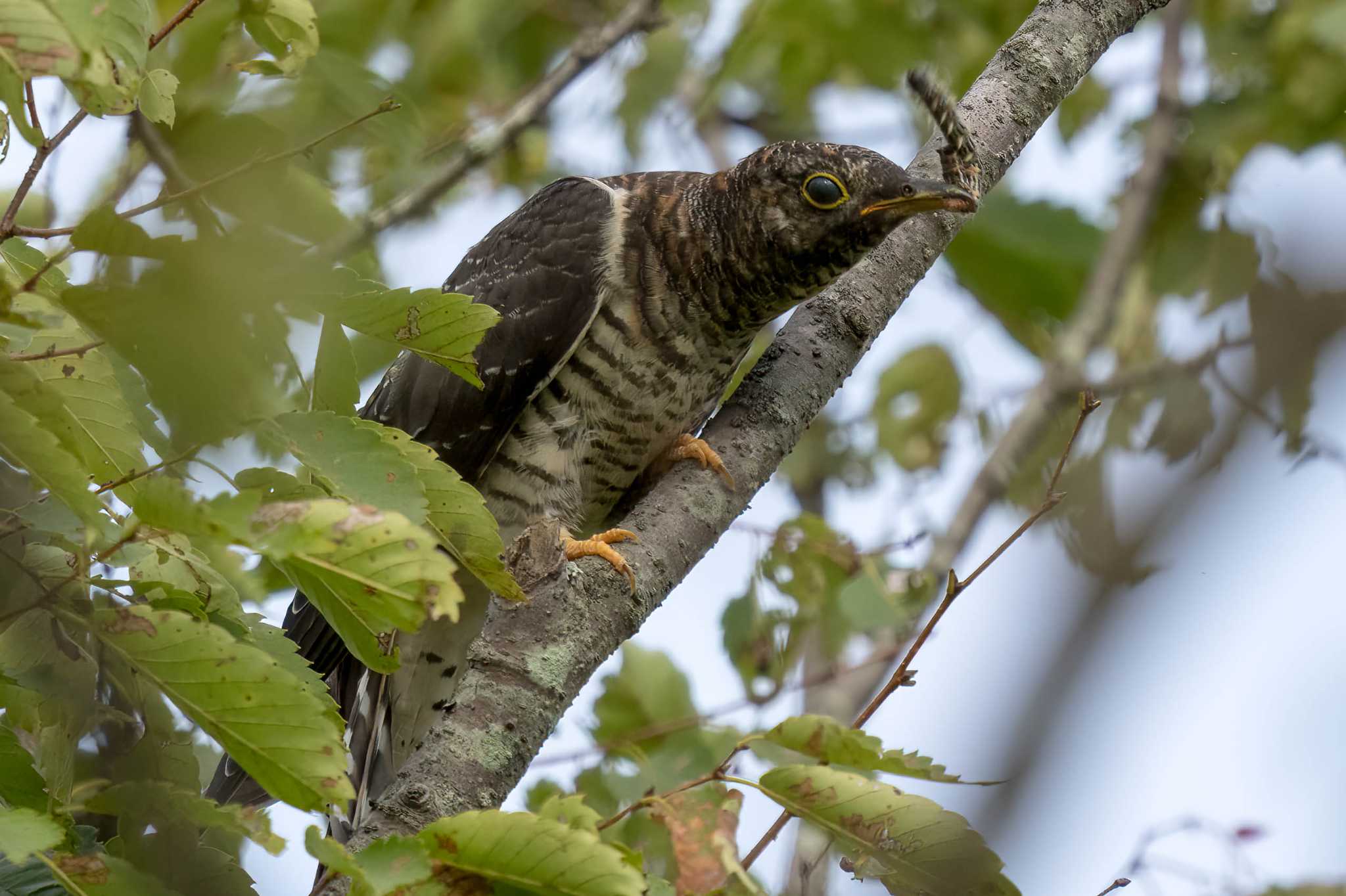 ロクハ公園(滋賀県草津市) ツツドリの写真 by C君