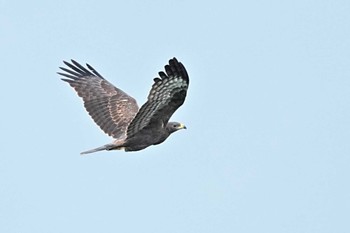 Crested Honey Buzzard Shirakaba-touge Sat, 9/17/2022