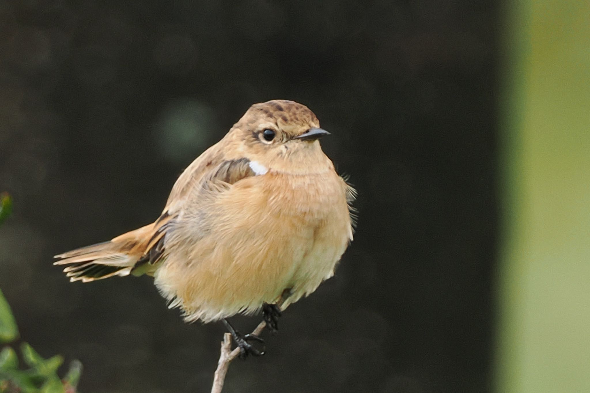 Amur Stonechat