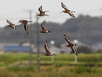 Wed, 9/21/2022 Birding report at Inashiki