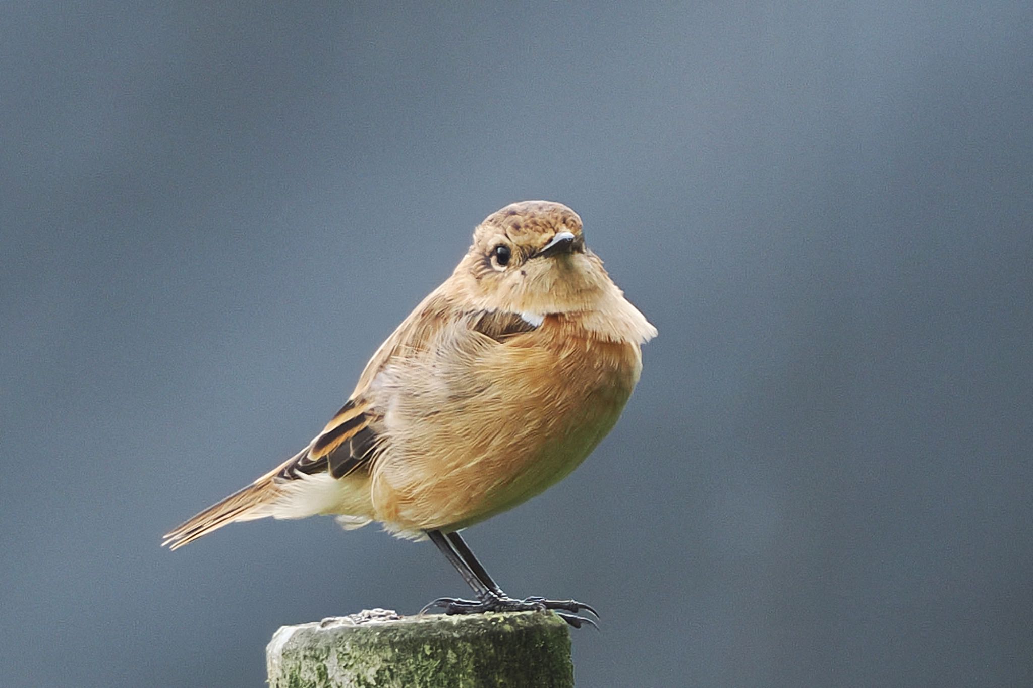 Photo of Amur Stonechat at Kirigamine Highland by アポちん