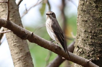 2022年9月21日(水) 庄内緑地公園の野鳥観察記録