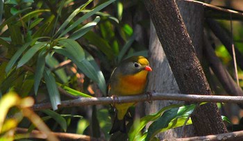 ソウシチョウ 静岡県東部 撮影日未設定