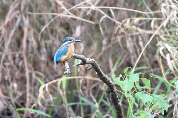 カワセミ 祖父江ワイルドネイチャー緑地 2022年9月21日(水)