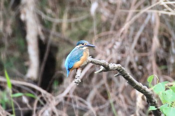 カワセミ 祖父江ワイルドネイチャー緑地 2022年9月21日(水)