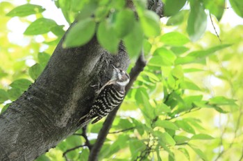 Japanese Pygmy Woodpecker 祖父江ワイルドネイチャー緑地 Wed, 9/21/2022