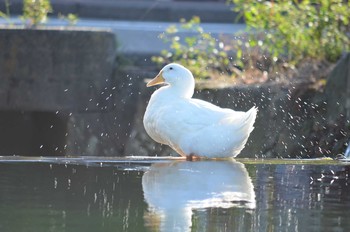 アヒル 静岡県東部 2012年10月9日(火)