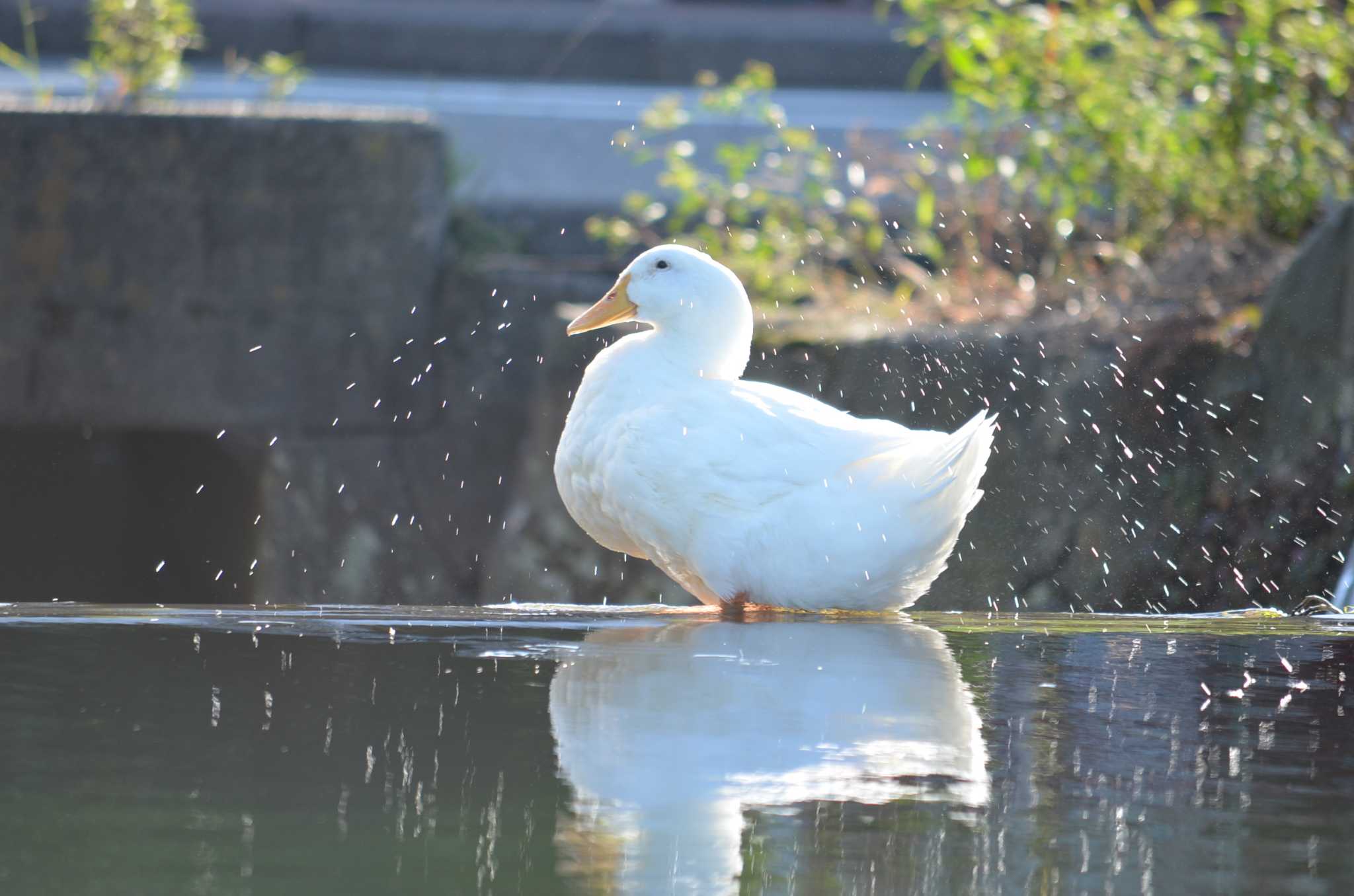 静岡県東部 アヒルの写真 by Oboro Tukiyo