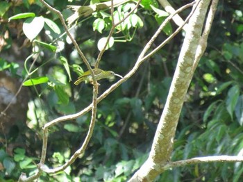 Streaked Spiderhunter