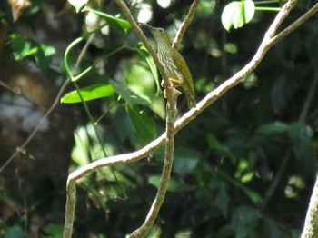 Streaked Spiderhunter ベトナム Unknown Date