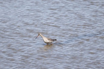 2022年9月21日(水) いしかり調整池(石狩調整池)の野鳥観察記録