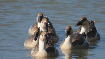 シナガチョウ ポビトラ野生動物保護区 2022年9月20日(火)