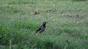 Siamese Pied Myna ポビトラ野生動物保護区 Tue, 9/20/2022