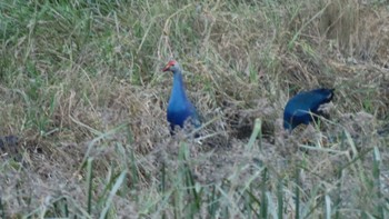 セイケイ ポビトラ野生動物保護区 2022年9月20日(火)