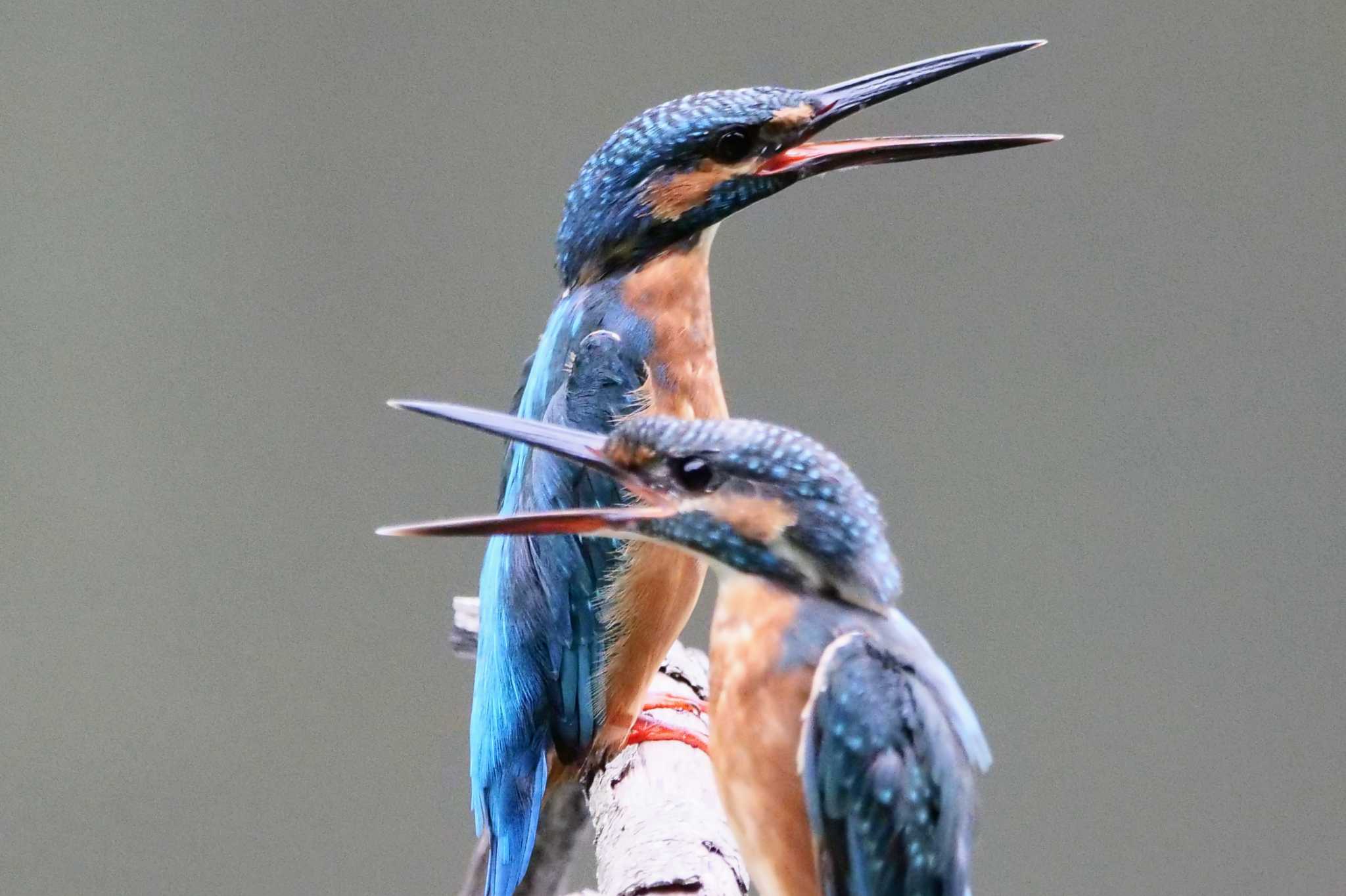 Common Kingfisher