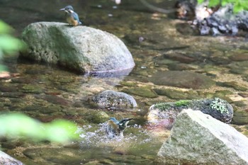 カワセミ 夙川河川敷緑地(夙川公園) 2022年8月11日(木)