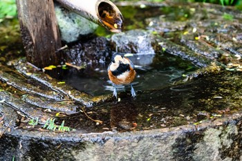 2022年9月17日(土) 薬師池公園の野鳥観察記録