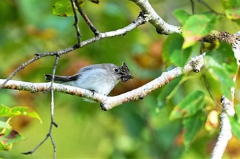 Asian Brown Flycatcher Shirakaba-touge Sat, 9/17/2022