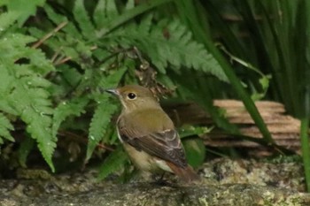 2022年9月22日(木) 京都御苑の野鳥観察記録