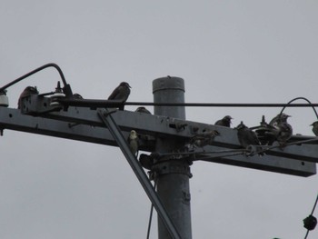 Chestnut-cheeked Starling 三重県四日市市 Thu, 9/22/2022