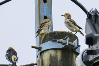 2022年9月22日(木) 宮城県仙台市の野鳥観察記録
