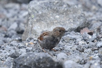 カヤクグリ 乗鞍岳畳平 2022年9月18日(日)