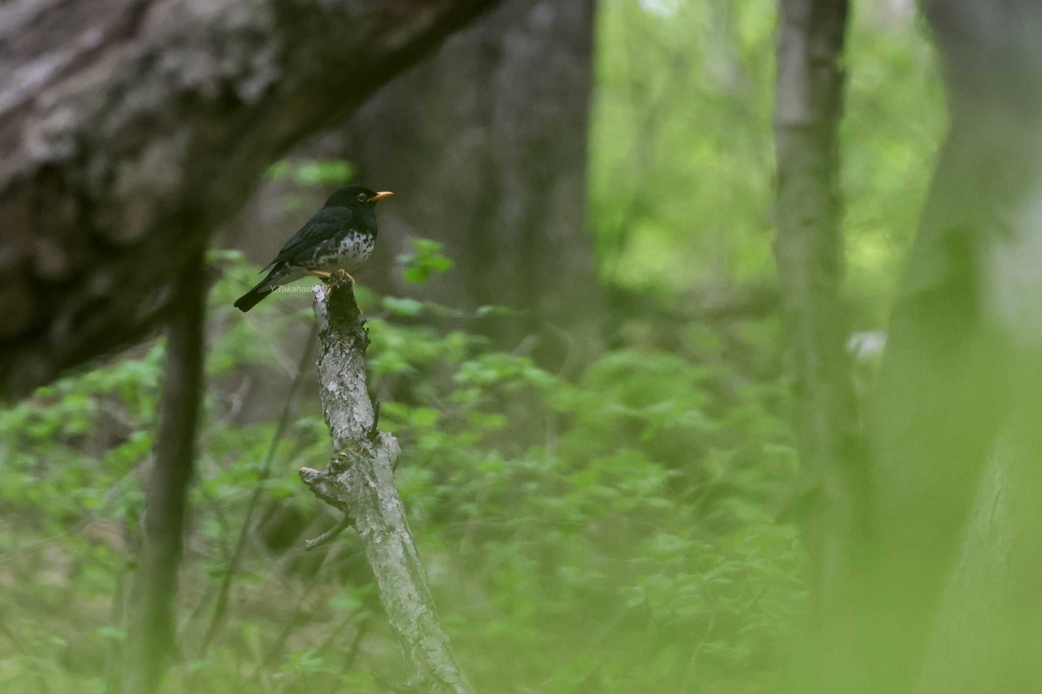 埼玉県民の森 クロツグミの写真 by 八丈 鶫