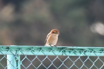 モズ 青葉山公園 2018年2月4日(日)